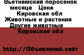 Вьетнамский поросенок.2 месяца › Цена ­ 3 000 - Кировская обл. Животные и растения » Другие животные   . Кировская обл.